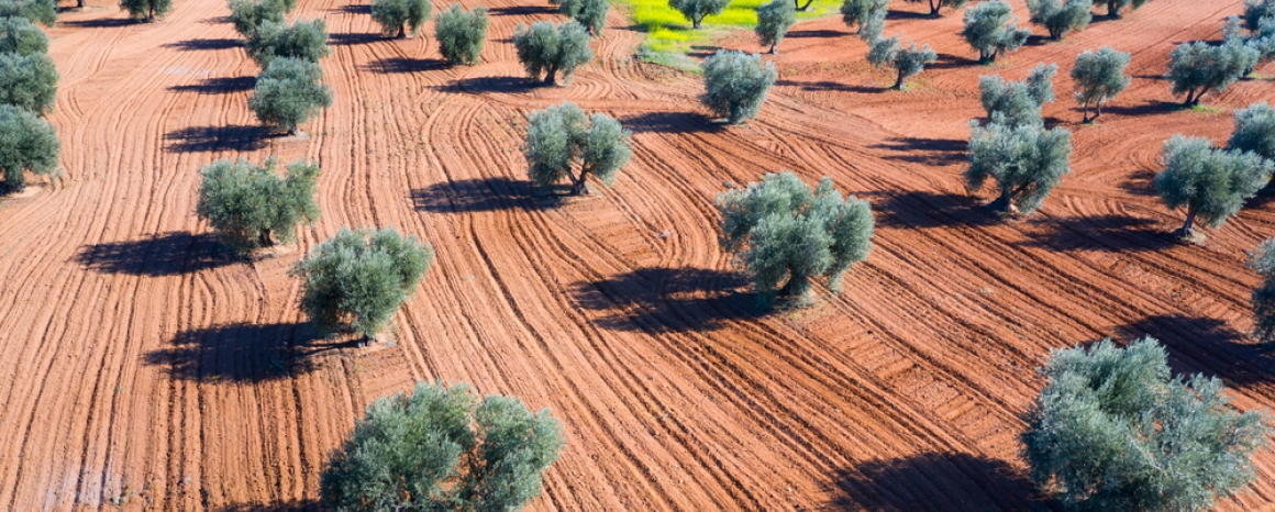 Aerial view of olive groves and cereal