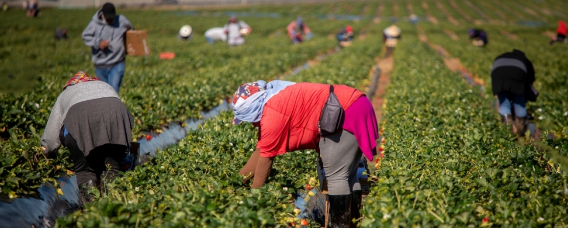 Group of farm workers, harvesting crops, faces obscured