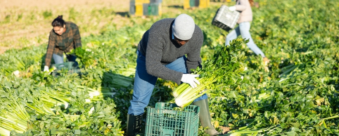 Farm workers, harvesting crops