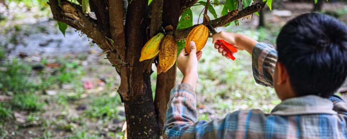 Harvesting cocoa pods