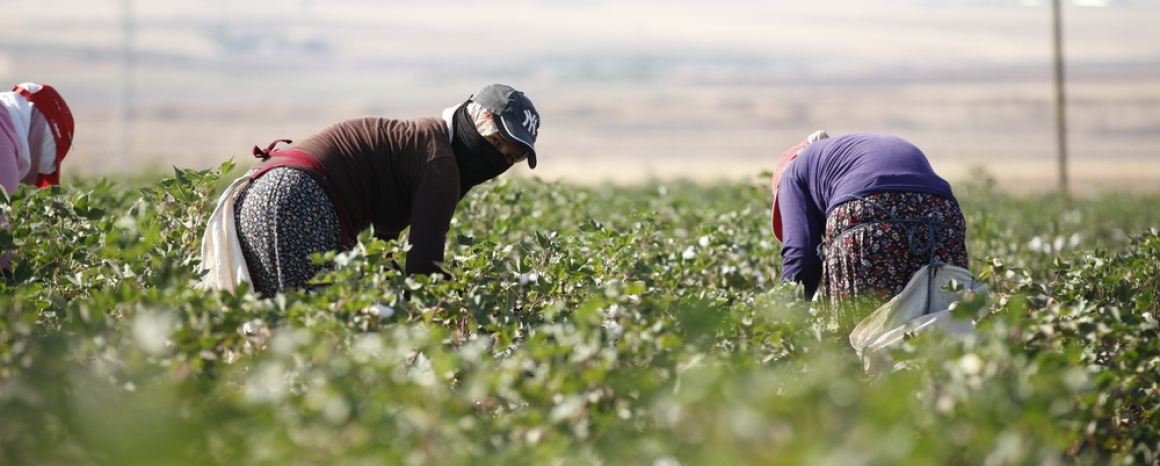 Cotton pickers in field, Türkiye