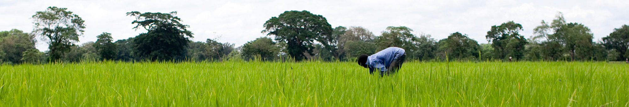 Male agricultural worker in field, Tanzania