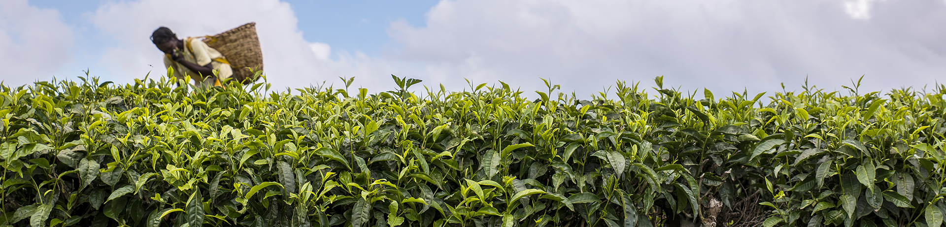 Tea picker