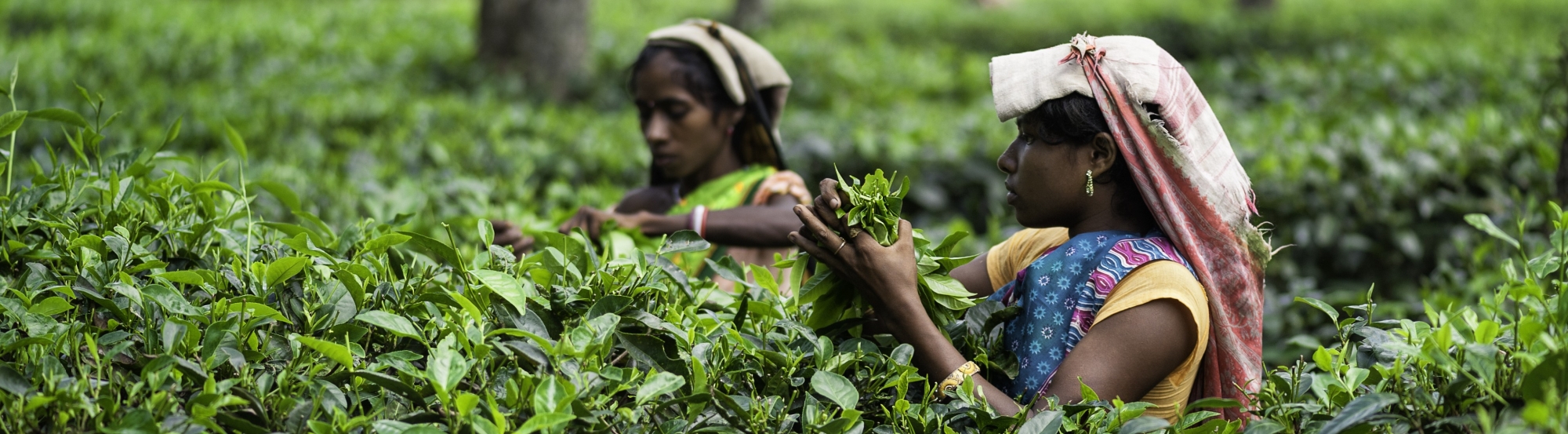 Tea pickers, Assam, India