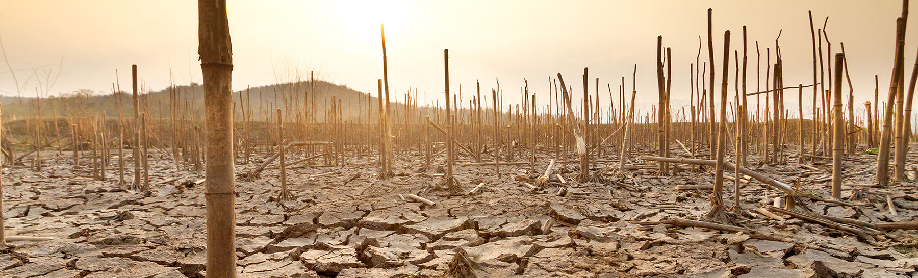 Corn stalks in parched, cracked earth