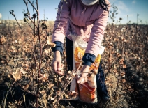 Female cotton picker, Uzbekistan