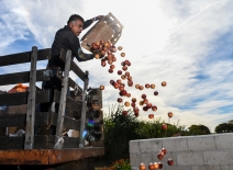Man passes apples down from a truck. Photo cedit:“20181113-FPAC-LSC-0119” by U.S. Department of Agriculture, Public Domain Mark.