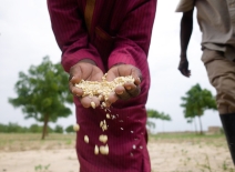 A pair of hands holding grain. Photo credit: Niyi Fagbemi, UNDP Nigeria via Flickr.