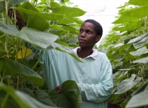 Fresh produce, Tanzania