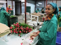 Preparing roses for export in a pack house in Kenya