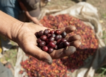 Cofee picking