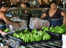 Women workers sort bananas into boxes.