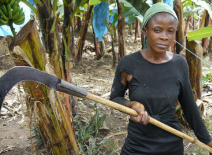 Women worker holds banana harvesting sickle.