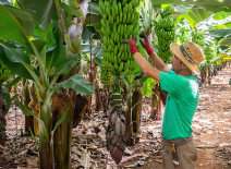 Male worker, checking bananas prior to harvest