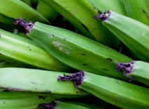 The long road to ethical bananas - part 1