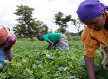 Picking beans, Tanzania