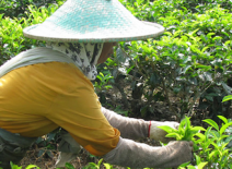 Female tea picker, Indonesia