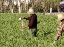 Farmers water their crops, China