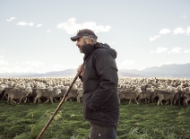Devold has partnered with select farmers. Will and Ems Murray farm merino at Glenmore Station in the alpine Cass Valley on the western side of Lake Tekapo, in New Zealand’s South Island. Will Murray stands in front of a large group of merino.