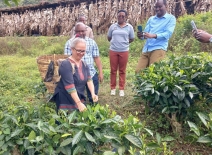 Sabita Banerji plucking tea on a visit to a Kazi Yetu tea farm.