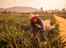 Agricultural worker battling extreme heat at work