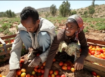 Farmers sorting Tomatoes. Ethiopia World Bank Pic