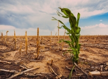 Corn field during drought