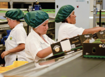 Female workers packing fresh produce, Peru