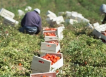 Tomato pickers