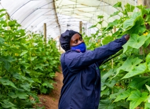 Farm worker picking fresh produce