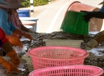Workers process prawns in a Thai peeling shed