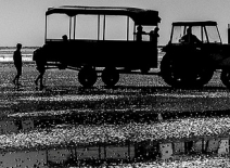 Morecambe Bay, where 23 Chinese workers died, in 2004