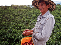 Cocoa harvest, ALDI SOUTH