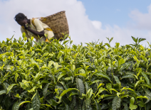Tea picker