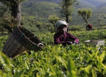 A tea picker working on a Fairtrade certified tea estate in India. © Siddarth Selvaraj / Fairtrade International