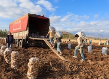 Modern Slavery UK farms
