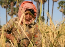 Cambodian rice farmer, On Phat © ILO-Khem Sovannara