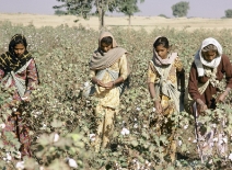 harvesting cotton in India ©RayWitlin-World Bank