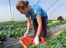 A migrant strawberry picker, Greece Ververidis Vasilis-Shutterstock.com