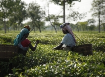 Tea workers in Assam