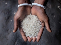 Rice produced in Bangladesh. (Photo credit: Fabeha Monir/Oxfam)