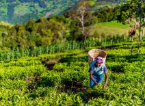 Woman harvesting tea leaves and flushes by hand. Photo credit: Shutterstock.