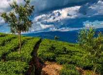 Tea estate in Kenya. Photo credit: Shutterstock.