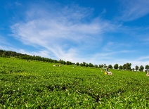 Tea estate in Kenya. Photo credit: Shutterstock.