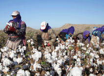 Group of female workers, picking cotton in Turkey