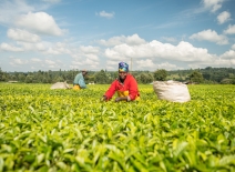 A woman harvests tea leaves at a tea estate in Kericho, Kenya. Photo credit: Shutterstock.