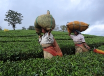 Tea pickers, India