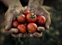 Picked tomatoes, in a farm worker's cupped hands