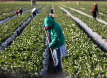Farm workers tending crops, with faces obscured