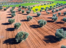 Aerial view of olive groves and cereal